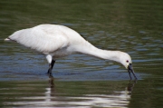 Bec planer (Platalea leucorodia)