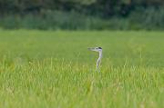 Bernat pescaire (Ardea cinerea)