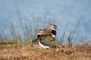 Fredelugas (Vanellus vanellus)