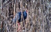 Polla blava (Porphyrio porphyrio)