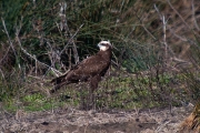 Arpella vulgar (Circus aeruginosus)