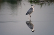 Bernat pescaire (Ardea cinerea)