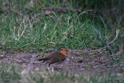 Pit-roig (Erithacus rubecula)