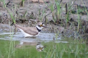 Corriol petit (Charadrius dubius)