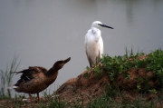 Martinet blanc (Egretta garzetta)