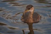 Cabusset (Tachybaptus ruficollis)