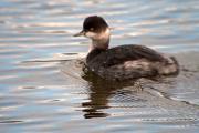 Cabussó collnegre (Podiceps nigricollis)