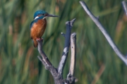 Blauet (Alcedo atthis)