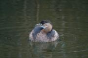 Cabusset (Tachybaptus ruficollis)