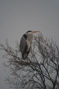 Bernat pescaire (Ardea cinerea)