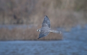 Falcó pelegrí (Falco peregrinus)