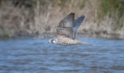 Falcó pelegrí (Falco peregrinus)