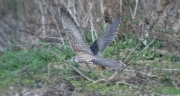 Falcó pelegrí (Falco peregrinus)