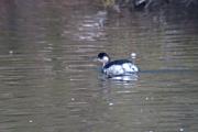 Cabussó collnegre (Podiceps nigricollis)