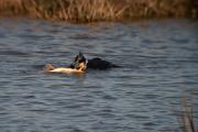 Corb marí gros ( Phalacrocorax carbo ) 1de10