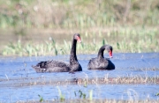 Cigne negra (Cygnus atratus)