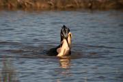 Corb marí gros ( Phalacrocorax carbo ) 2de10