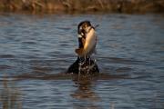 Corb marí gros ( Phalacrocorax carbo ) 3de10