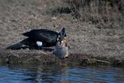 Corb marí gros ( Phalacrocorax carbo ) 6de10