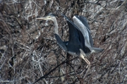 Bernat pescaire (Ardea cinerea)