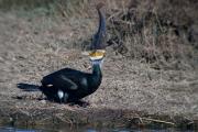 Corb marí gros ( Phalacrocorax carbo ) 8de10