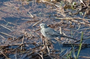 Cuereta blanca vulgar (Motacilla alba)