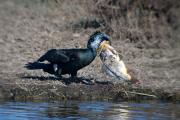 Corb marí gros ( Phalacrocorax carbo ) 9de10