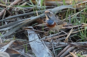 Cotxa Blava(Luscinia svecica)