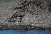 Aligot comú ( Buteo buteo ) 10de10