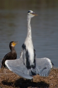 Bernat pescaire (Ardea cinerea)