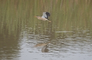 Martinet menut (Ixobrychus minutus)