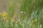 Martinet menut (Ixobrychus minutus)