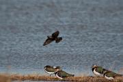 Estornell vulgar (Sturnus vulgaris)