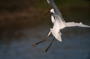 Martinet blanc (Egretta garzetta)