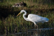 Agró blanc (Ardea alba)