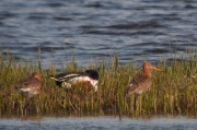 Tetol cuanegra (Limosa limosa)