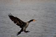 Corb marí gros ( Phalacrocorax carbo )  1de2