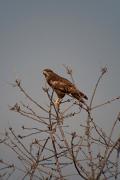 Aligot comú (Buteo buteo)