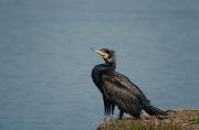 Corb marí gros ( Phalacrocorax carbo)