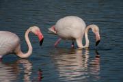 Flamencs (Phoenicopterus ruber)