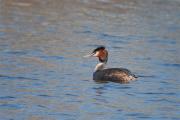 Cabussó emplomallat (Podiceps cristatus)