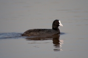 Fotja vulgar (Fulica atra)