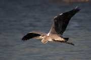 Bernat pescaire (Ardea cinerea)