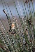 Bitxac Rogenc. ( Saxicola rubetra ) Famella