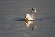 Gavià argentat (Larus michahellis)