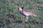 Becut (Numenius arquatus)