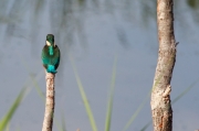 Blauet (Alcedo Atthis)