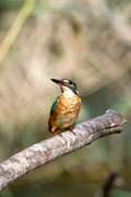 Blauet (Alcedo atthis)