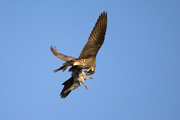 Falcó mostatxut, alcotán (Falco subbuteo)
