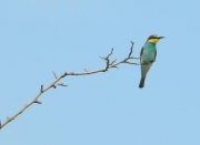 Abellerol (Merops apiaster)